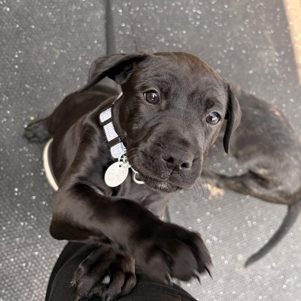 Enlarge Mia, a Adoptable Mixed Breed in Marshall, VA image 3/3