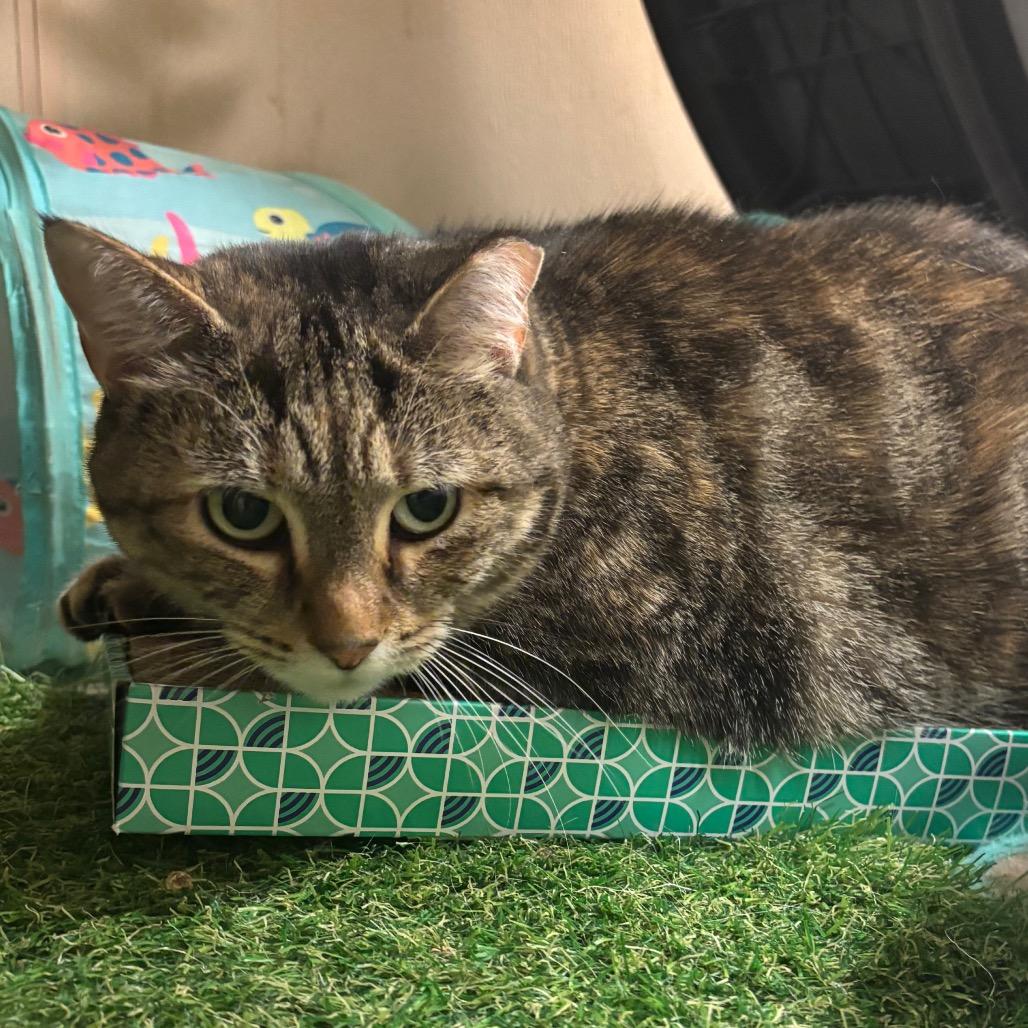 Lizzy, Adoptable, Adult Female Domestic Short Hair.