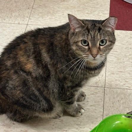 Enlarge Lizzy, a Adoptable Domestic Short Hair in Waynesboro, PA image 2/3