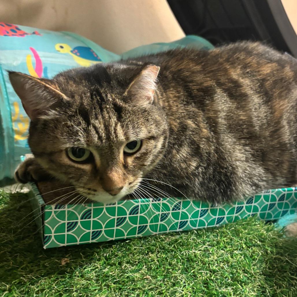 Enlarge Lizzy, a Adoptable Domestic Short Hair in Waynesboro, PA image 3/3