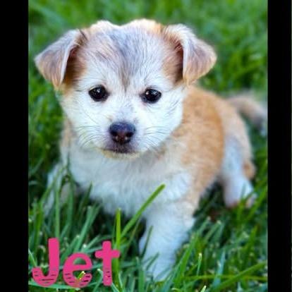 Enlarge Jet, a Adoptable mixed breed in Orangevale, CA image 1/1