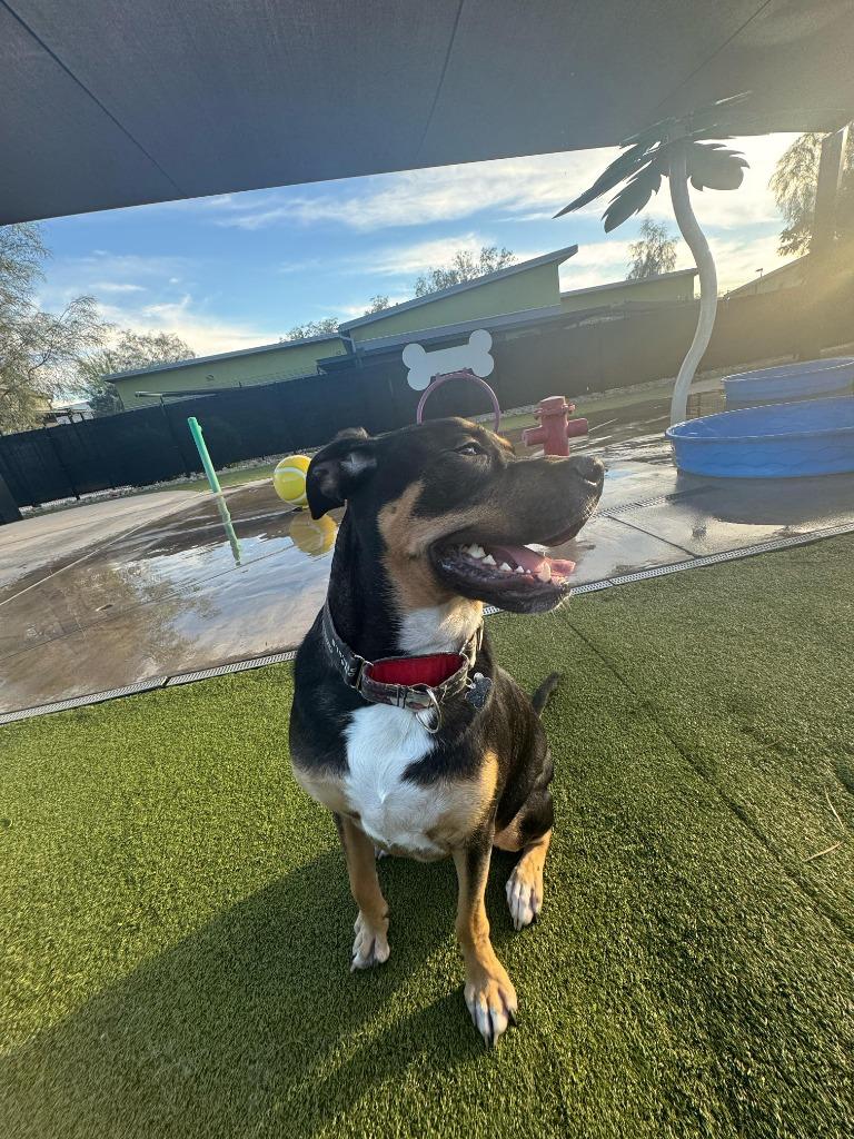 Centaurus, Adoptable, Young Male Rottweiler & Pit Bull Terrier.