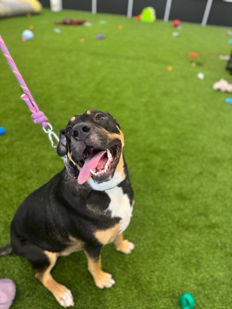 Enlarge Centaurus, a Adoptable mixed breed in Phoenix, AZ image 3/6