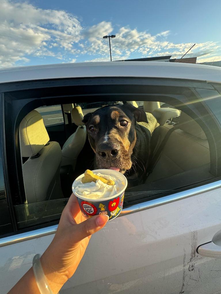 Enlarge Centaurus, a Adoptable mixed breed in Phoenix, AZ image 4/6