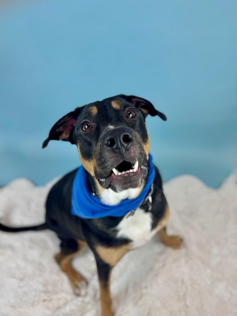 Enlarge Centaurus, a Adoptable mixed breed in Phoenix, AZ image 5/6