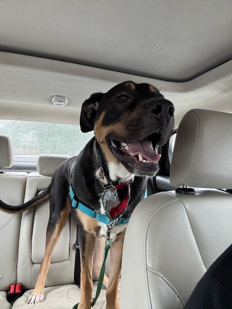 Enlarge Centaurus, a Adoptable mixed breed in Phoenix, AZ image 6/6