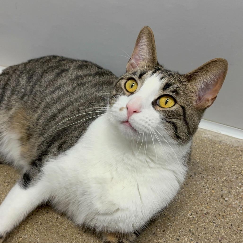 Enlarge Burt (c2026), a Adoptable Domestic Short Hair in Skokie, IL image 1/6