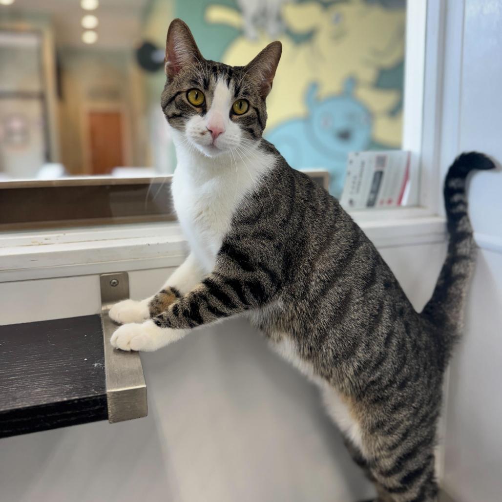 Enlarge Burt (c2026), a Adoptable Domestic Short Hair in Skokie, IL image 2/6