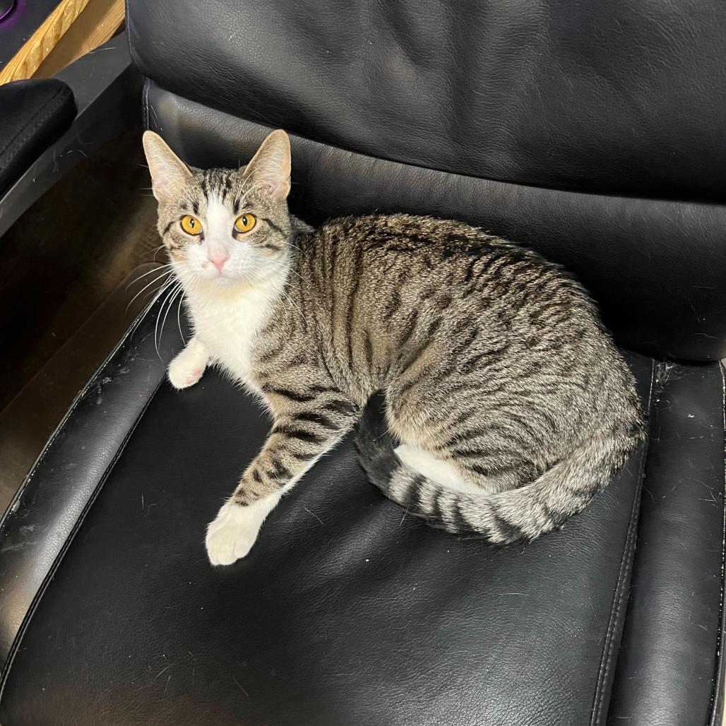 Enlarge Burt (c2026), a Adoptable Domestic Short Hair in Skokie, IL image 3/6