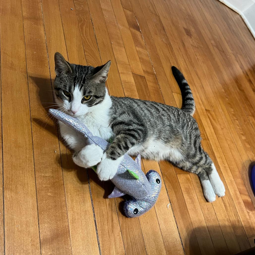 Enlarge Burt (c2026), a Adoptable Domestic Short Hair in Skokie, IL image 5/6