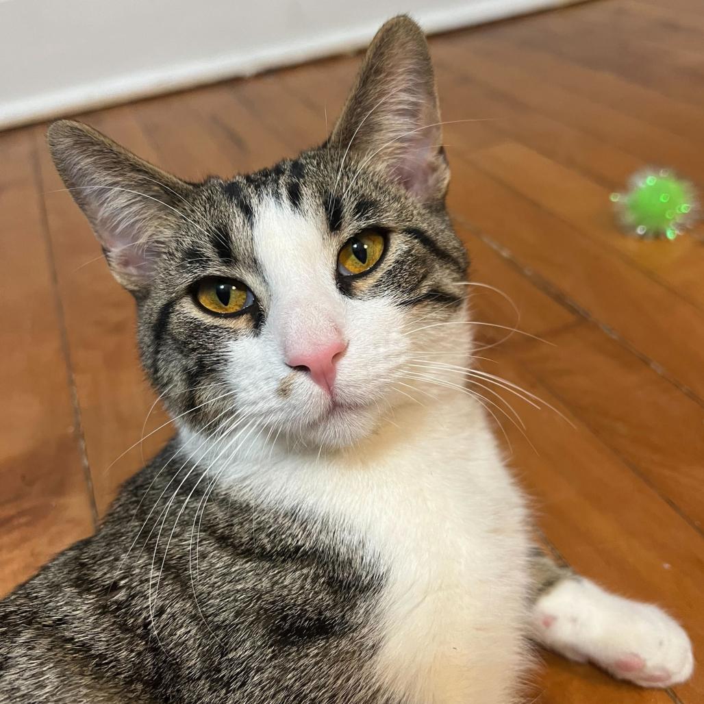 Enlarge Burt (c2026), a Adoptable Domestic Short Hair in Skokie, IL image 6/6