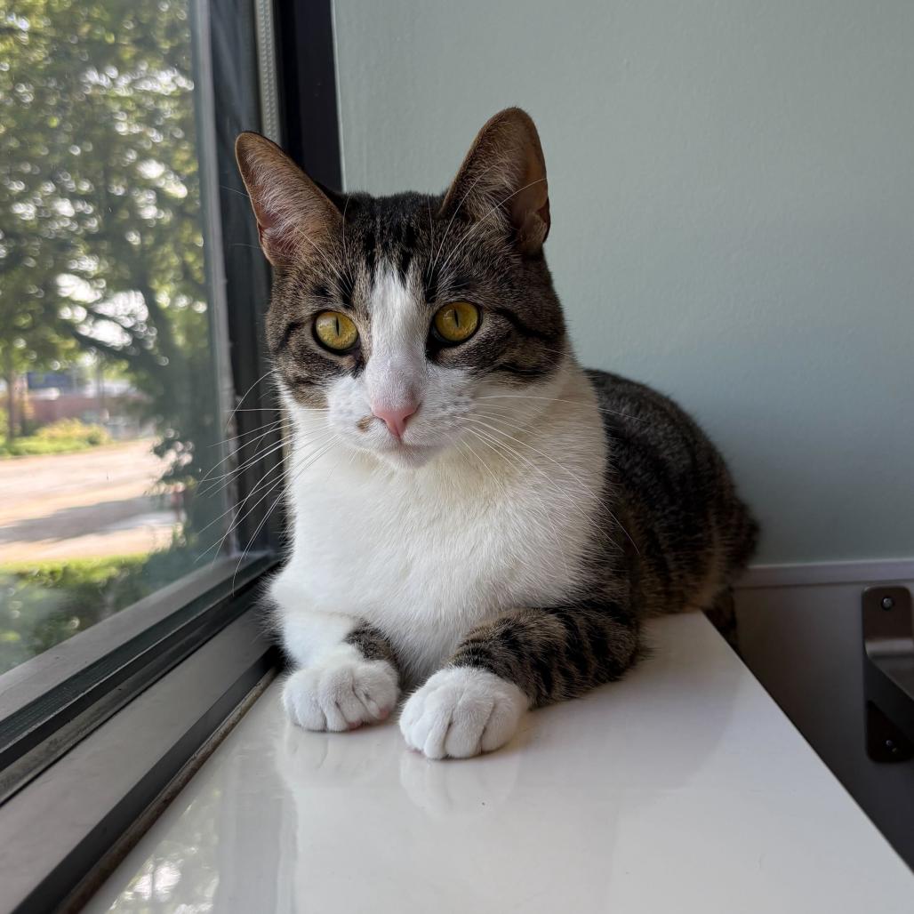 Burt (c2026), a Adoptable Domestic Short Hair in Skokie, IL image 6/6