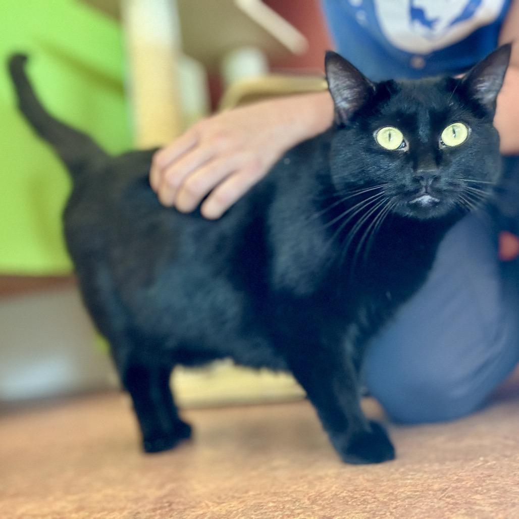 Billi, Adoptable, Adult Female Domestic Short Hair.