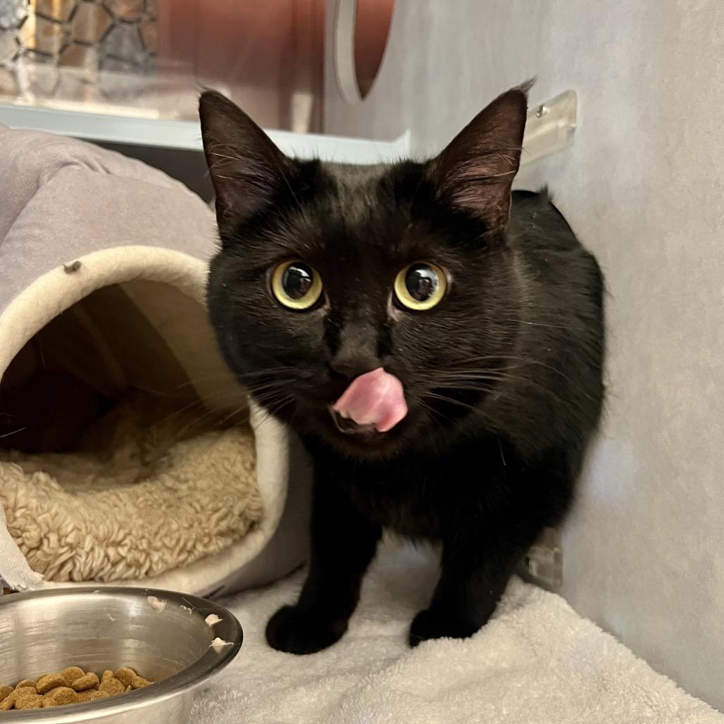 Billi, Adoptable, Adult Female Domestic Short Hair.