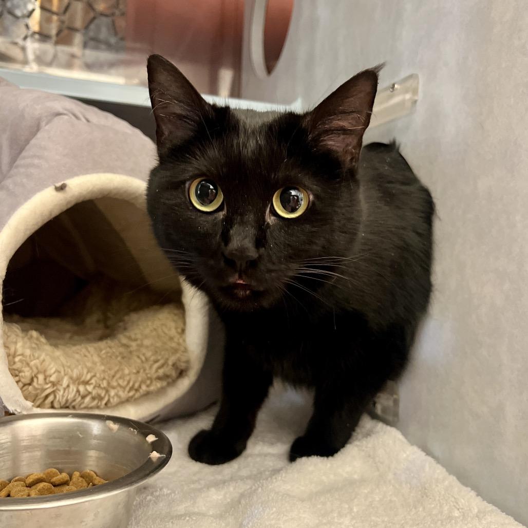 Billi, a Adoptable Domestic Short Hair in Glenwood Springs, CO image 2/6
