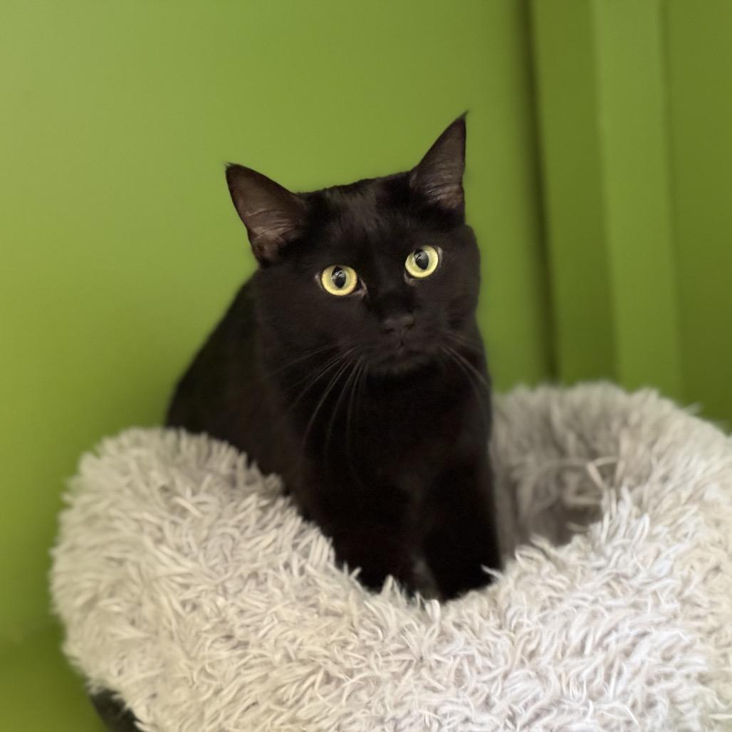 Billi, a Adoptable Domestic Short Hair in Glenwood Springs, CO image 3/6