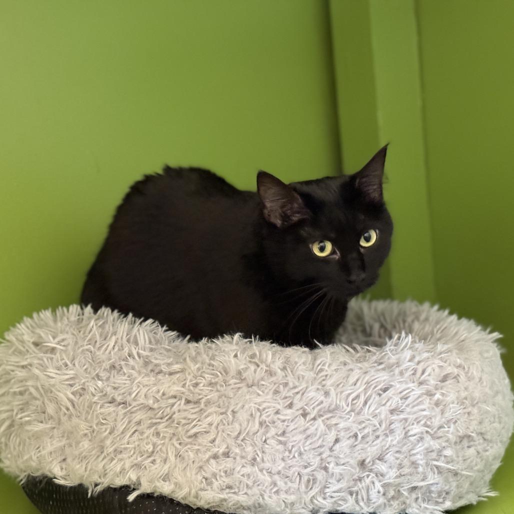Billi, a Adoptable Domestic Short Hair in Glenwood Springs, CO image 4/6