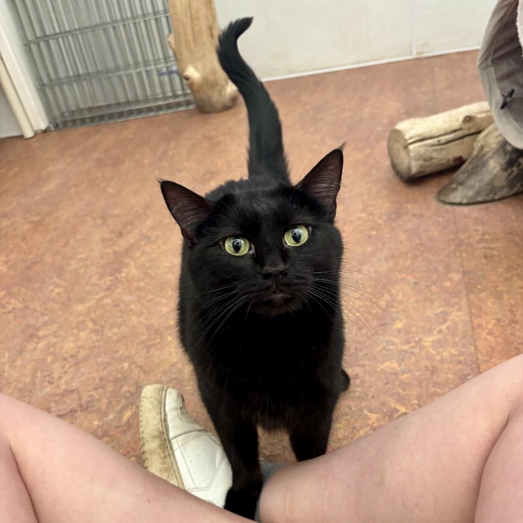 Billi, a Adoptable Domestic Short Hair in Glenwood Springs, CO image 2/5