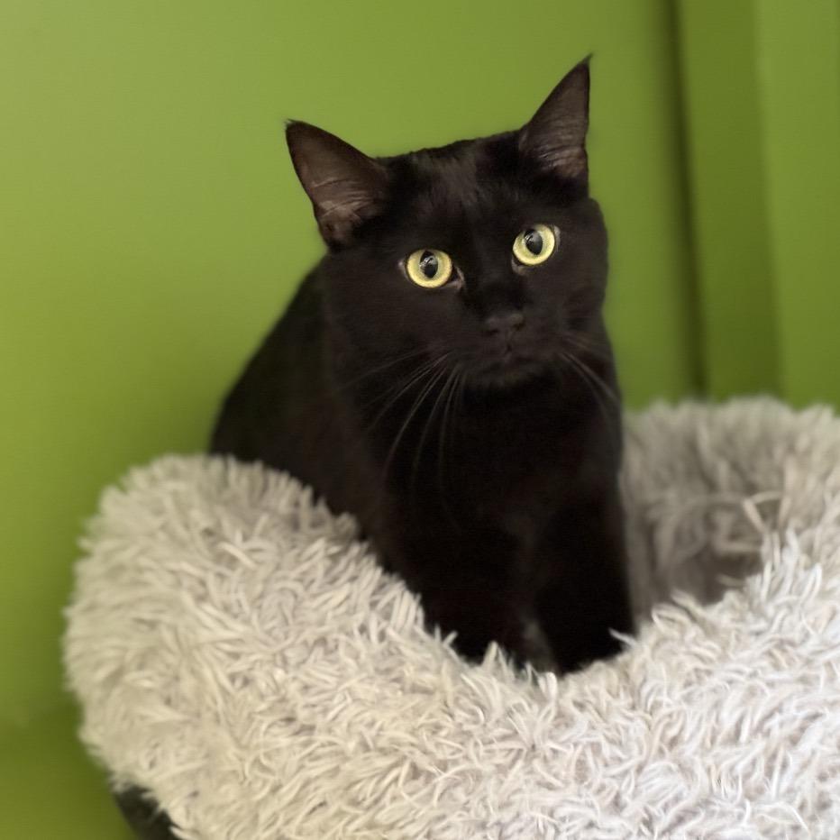 Billi, a Adoptable Domestic Short Hair in Glenwood Springs, CO image 3/5