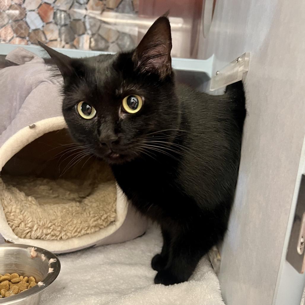 Billi, a Adoptable Domestic Short Hair in Glenwood Springs, CO image 5/6