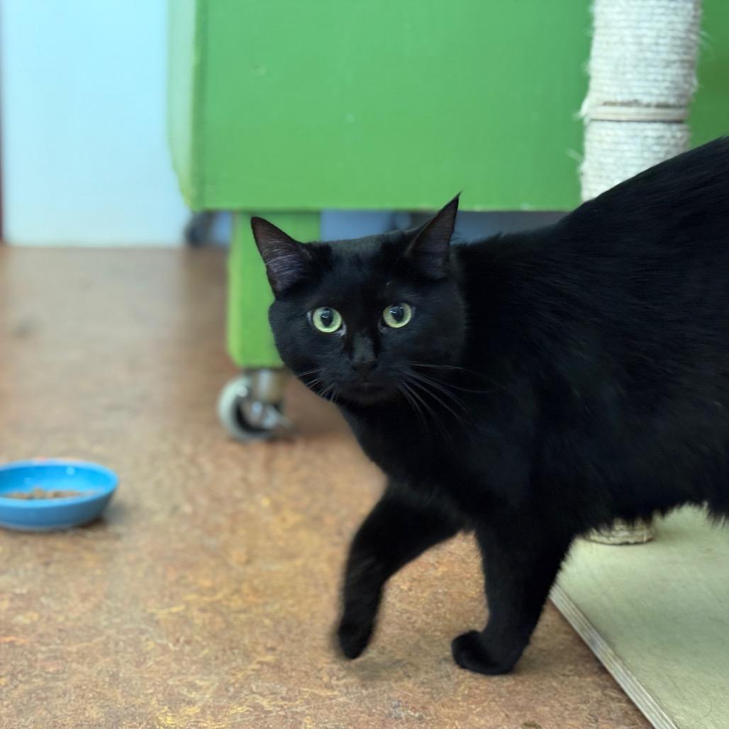 Billi, a Adoptable Domestic Short Hair in Glenwood Springs, CO image 4/5