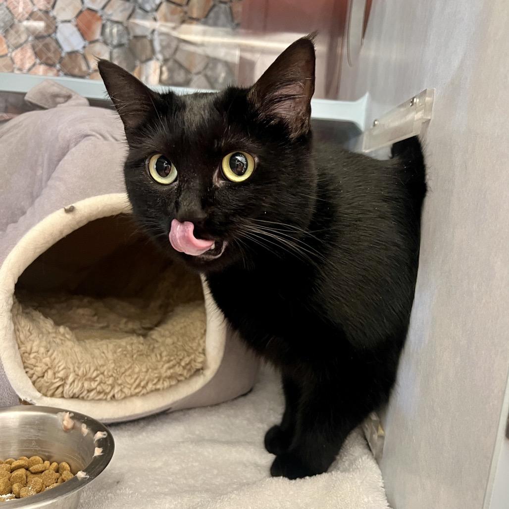 Billi, a Adoptable Domestic Short Hair in Glenwood Springs, CO image 6/6