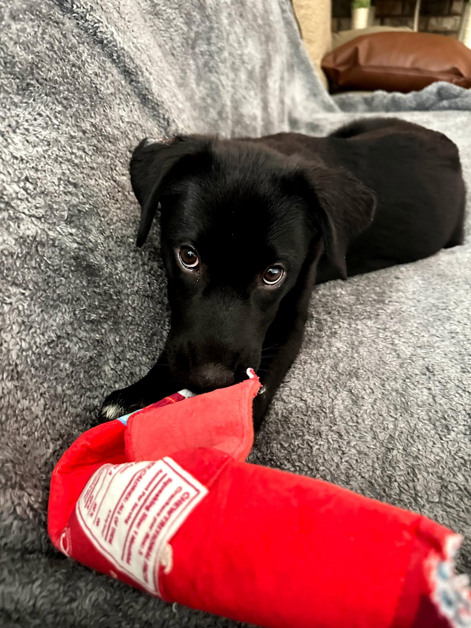 Blizzard, a ADOPTABLE mixed breed in Crystal Lake, IL image 2/3