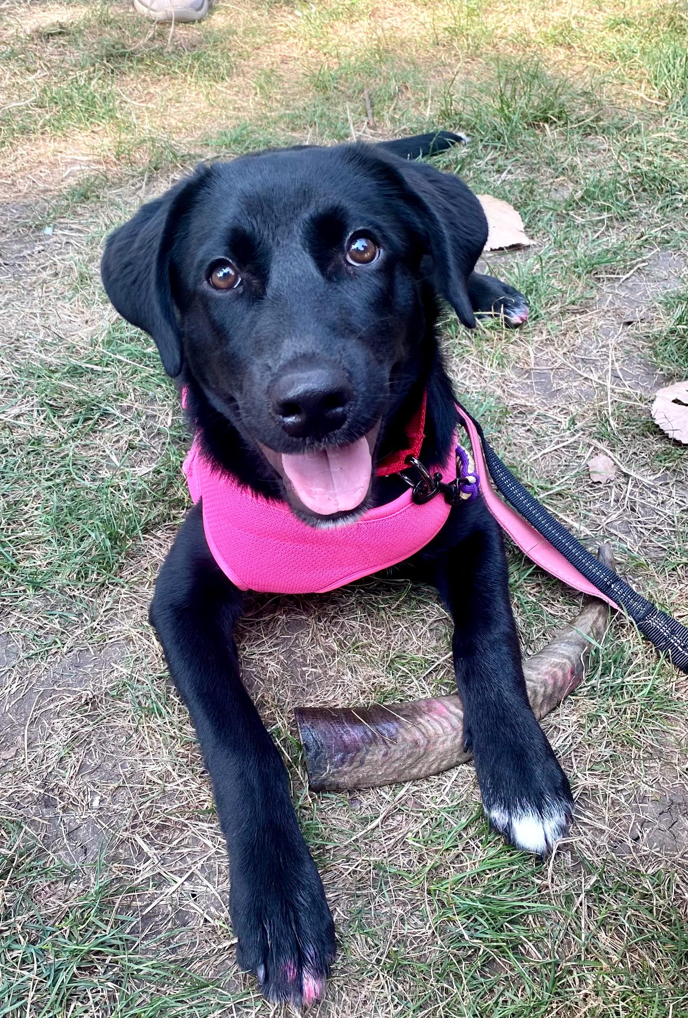 Blizzard, a ADOPTABLE mixed breed in Crystal Lake, IL image 1/6