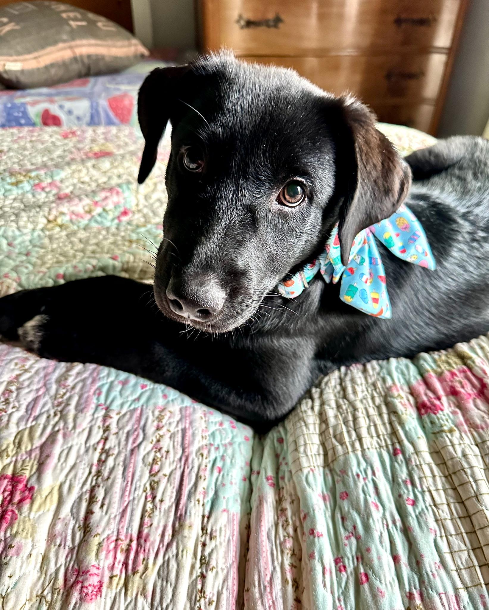Blizzard, ADOPTABLE, Puppy Female Black Labrador Retriever.