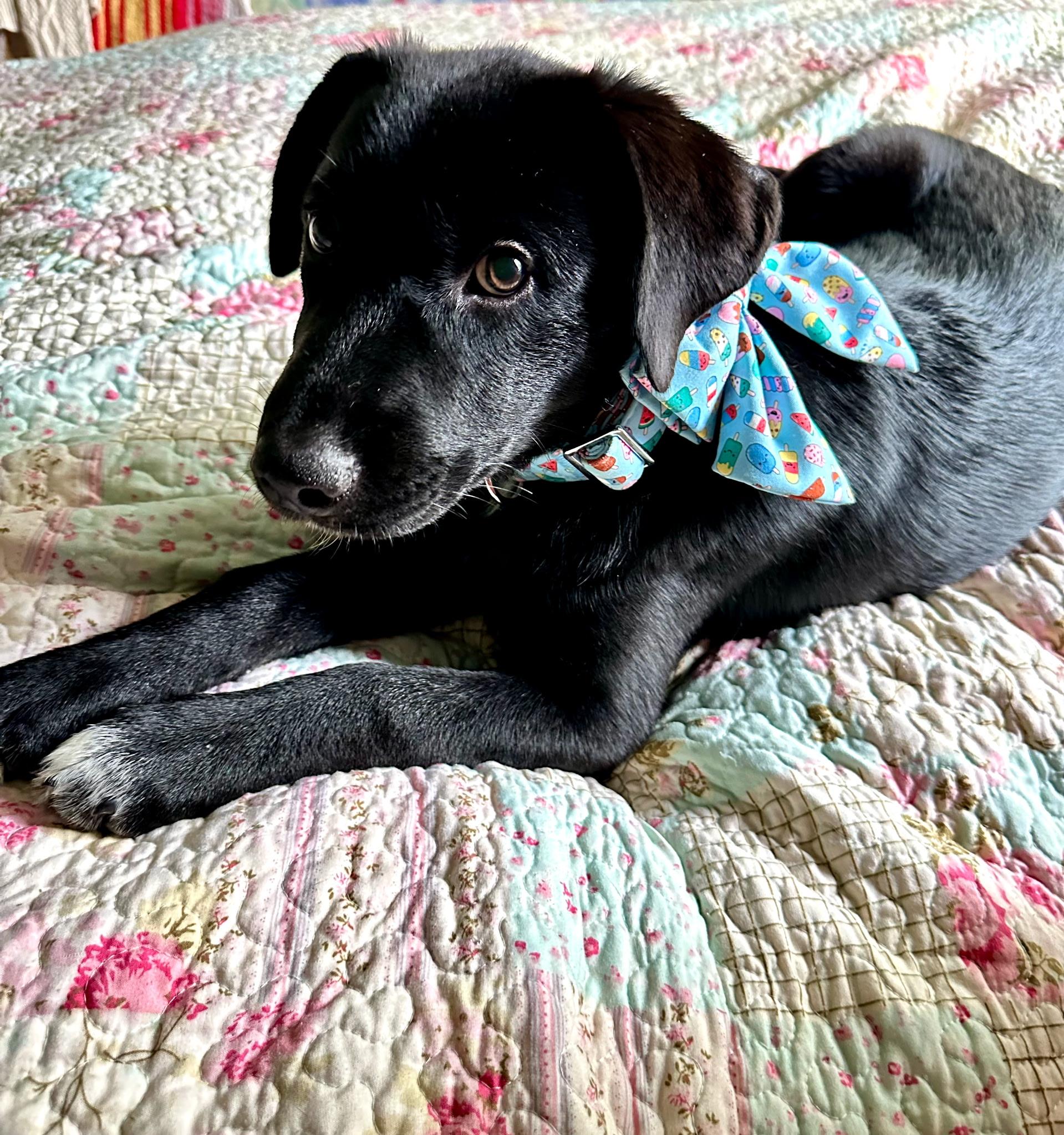 Blizzard, a ADOPTABLE mixed breed in Crystal Lake, IL image 3/3