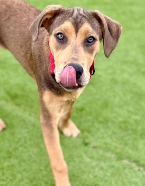 Enlarge Bunny, a ADOPTABLE mixed breed in Brookfield, WI image 3/4