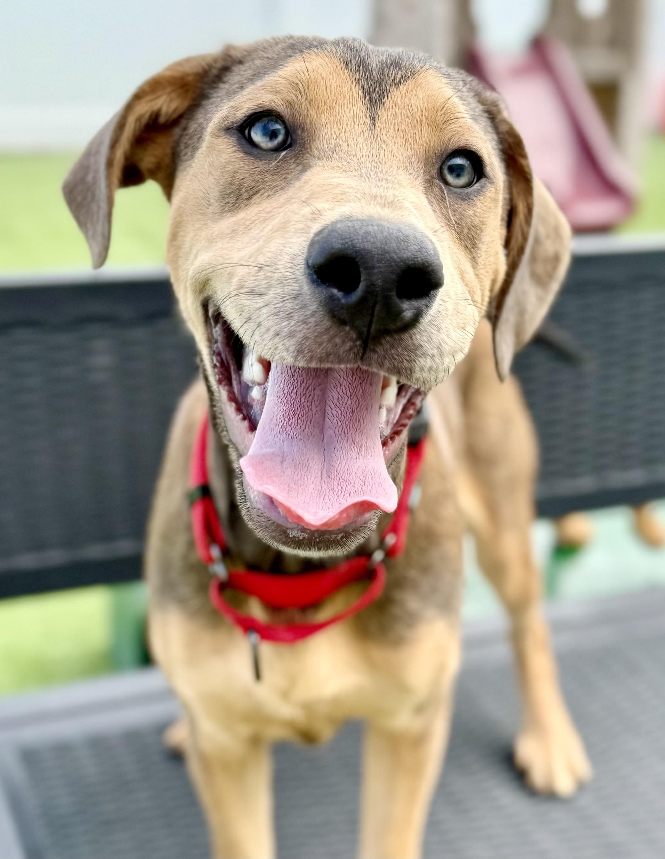 Bunny, ADOPTABLE, Puppy Female Hound.