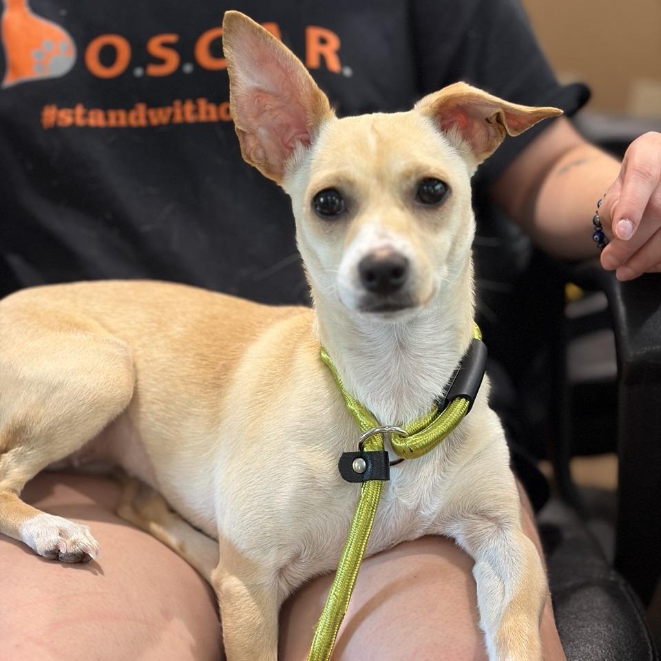 Nellie, Adoptable, Young Female Chihuahua & Miniature Dachshund.