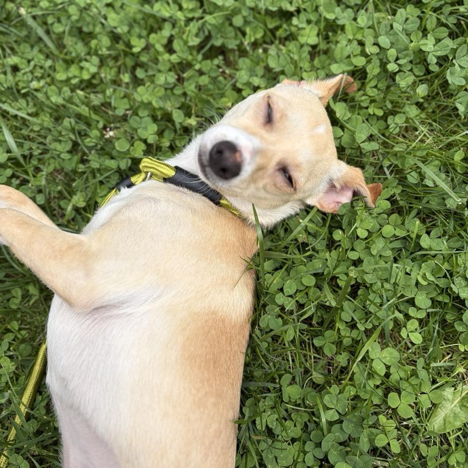 Nellie, a Adoptable mixed breed in Sparta, NJ image 2/6