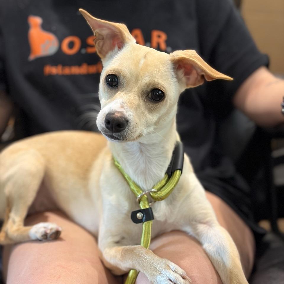 Nellie, a Adoptable mixed breed in Sparta, NJ image 5/6