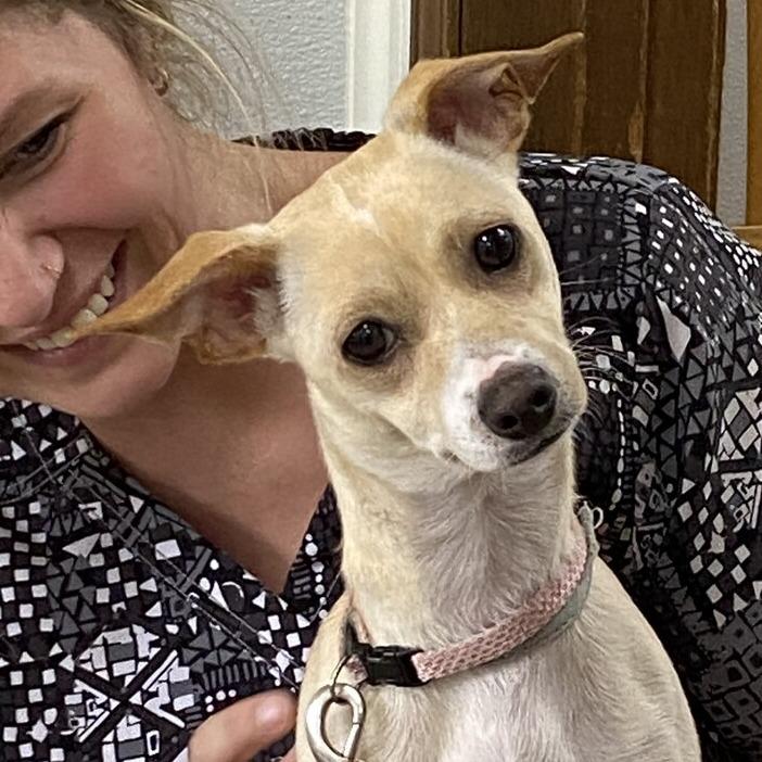 Nellie, a Adoptable mixed breed in Sparta, NJ image 6/6