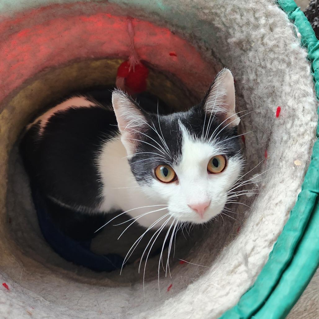 Elvira, a Adoptable Domestic Short Hair in Oak Grove, MN image 1/4