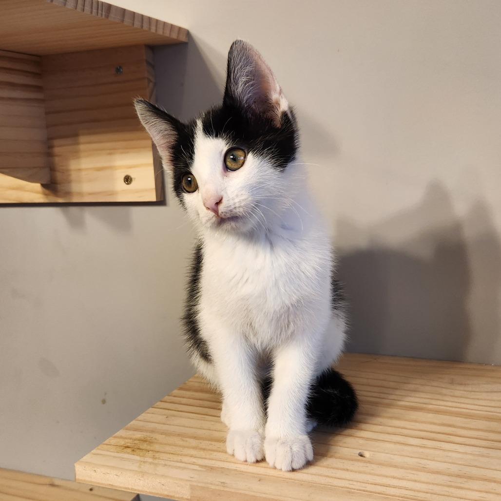 Elvira, a Adoptable Domestic Short Hair in Oak Grove, MN image 2/4