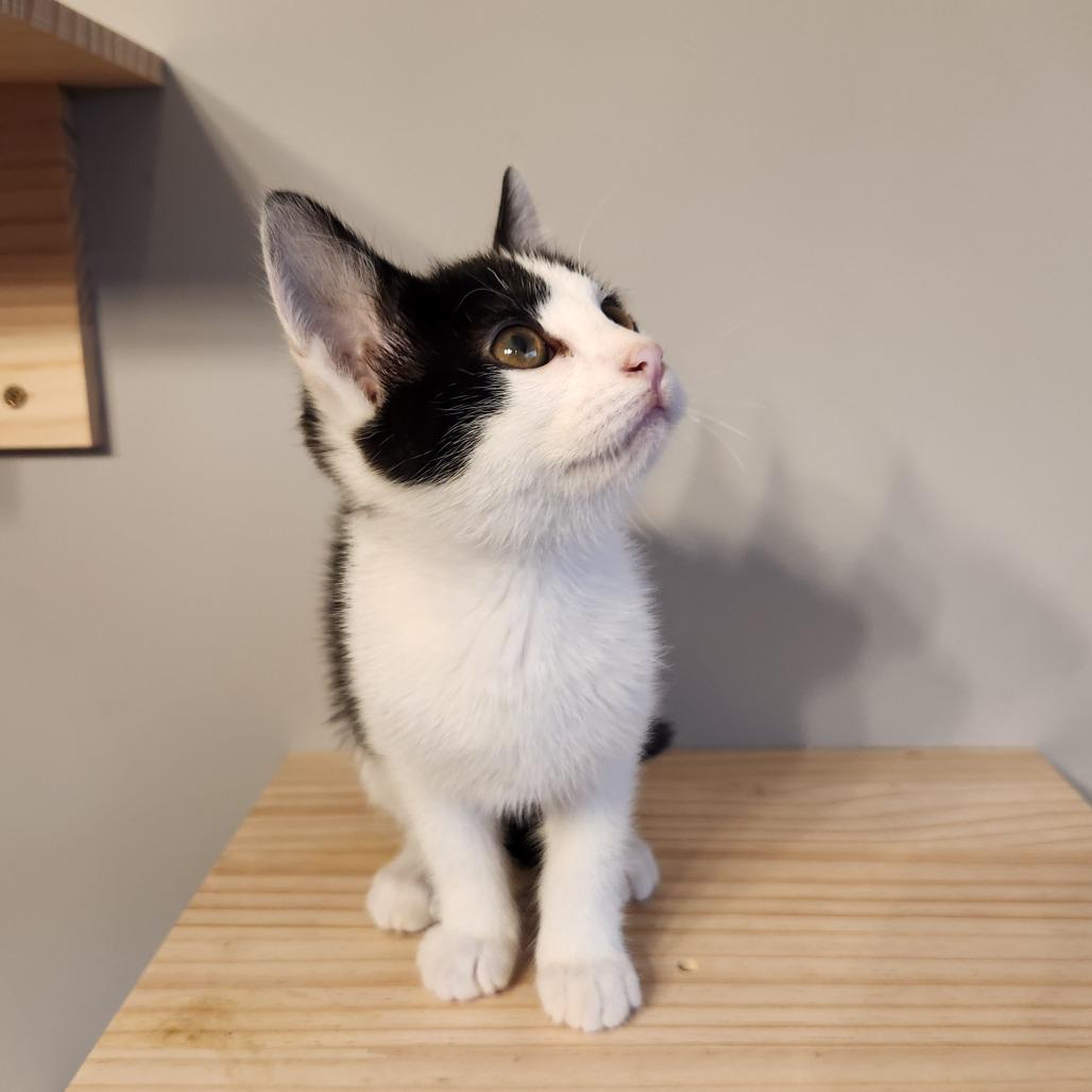 Elvira, a Adoptable Domestic Short Hair in Oak Grove, MN image 3/4