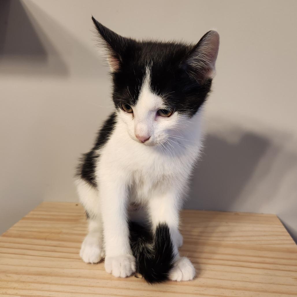 Elvira, a Adoptable Domestic Short Hair in Oak Grove, MN image 4/4