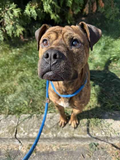 Scooby