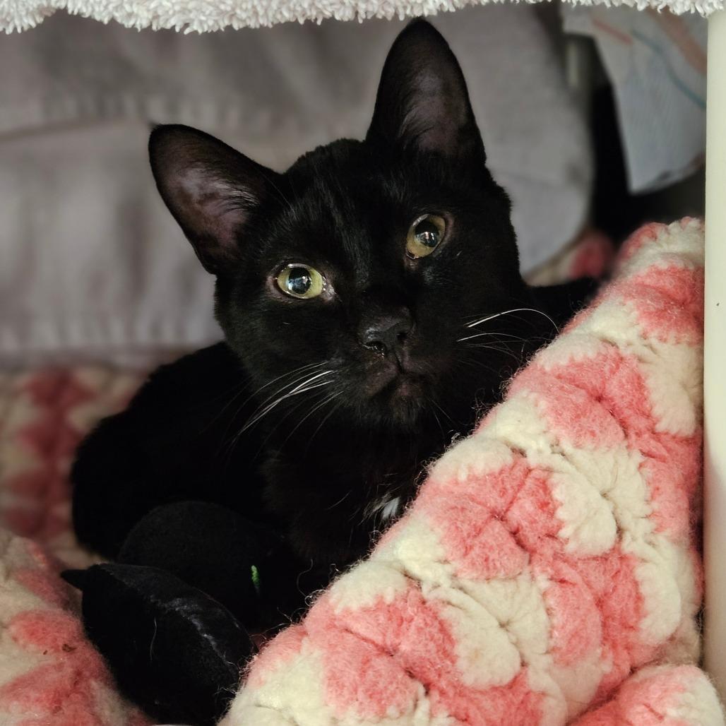 Enlarge Wels, a Adoptable Domestic Short Hair in Dover, NH image 2/5