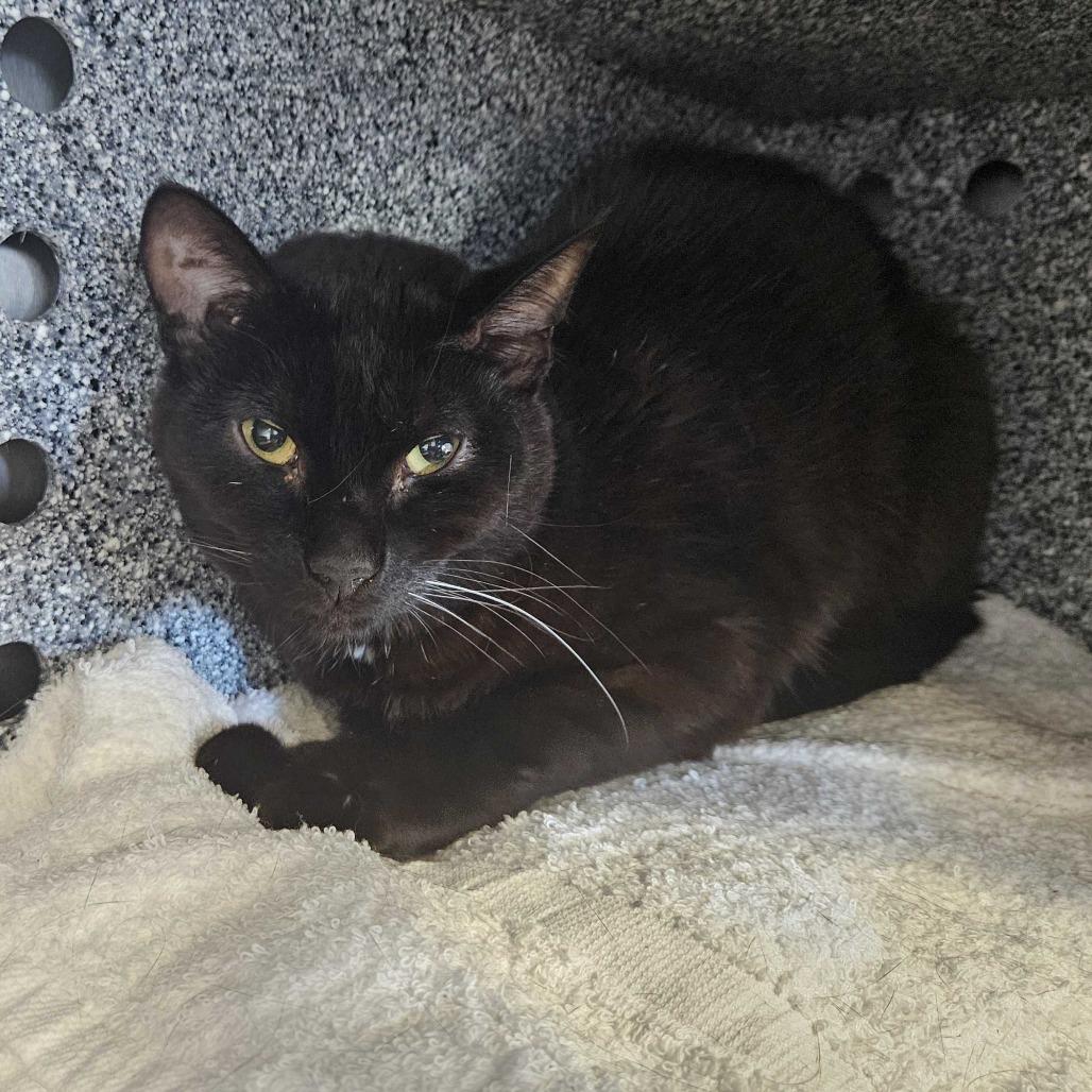 Enlarge Wels, a Adoptable Domestic Short Hair in Dover, NH image 3/5