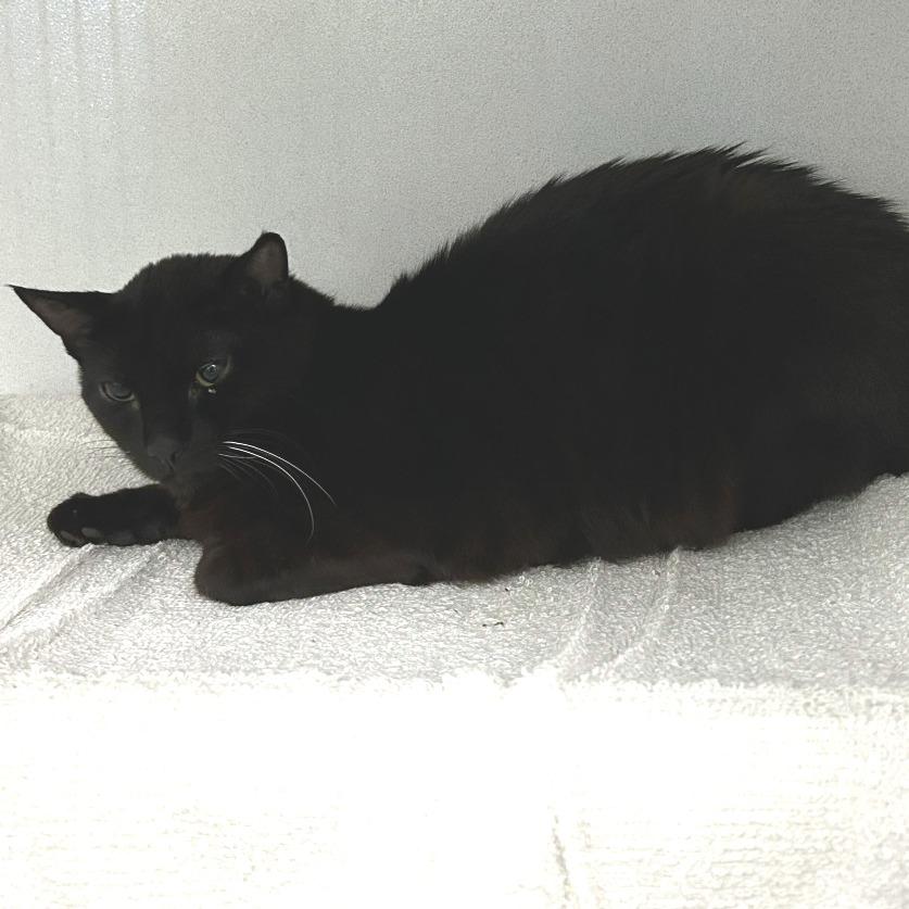 Enlarge Wels, a Adoptable Domestic Short Hair in Dover, NH image 4/5