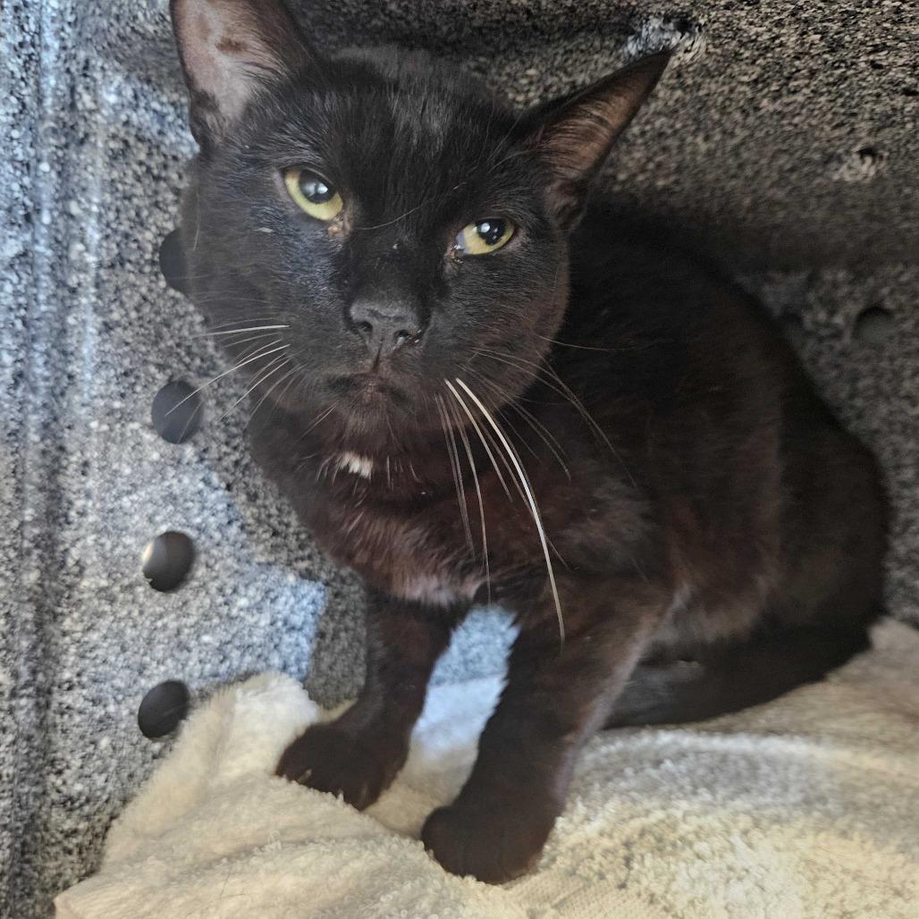 Enlarge Wels, a Adoptable Domestic Short Hair in Dover, NH image 5/5