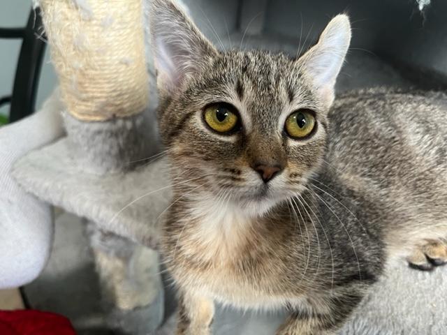 Enlarge Ingrid & Sadie a true bonded pair of girls!, a ADOPTABLE Tabby in Eagle Point, OR image 3/3