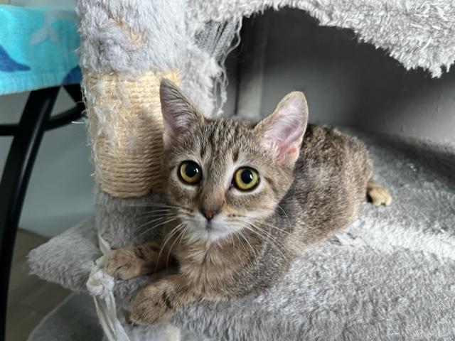 Ingrid & Sadie a true bonded pair of girls!, ADOPTABLE, Kitten Female Tabby.