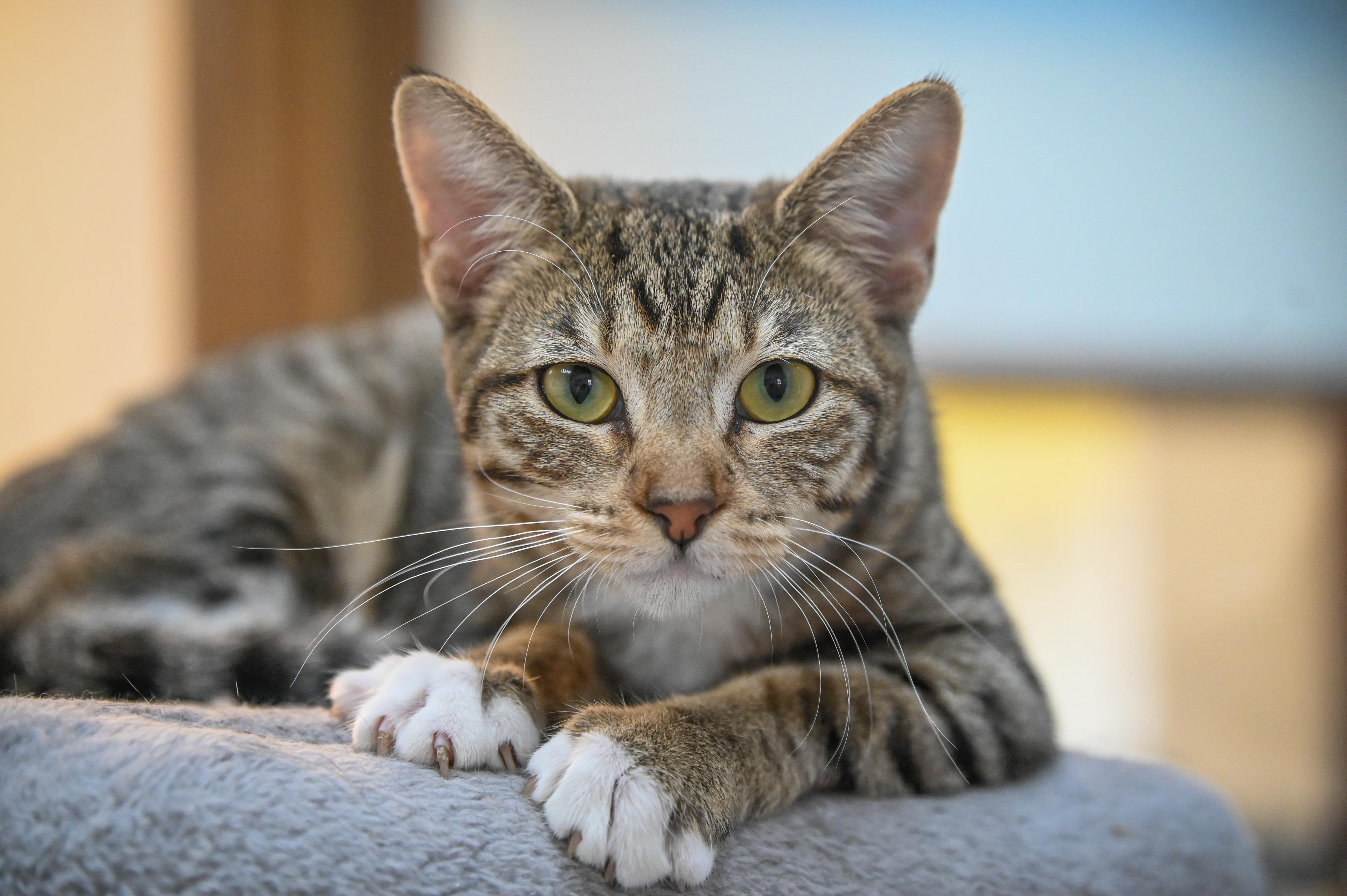 Enlarge Audrey, a Adoptable Domestic Short Hair in Decatur, IL image 1/2