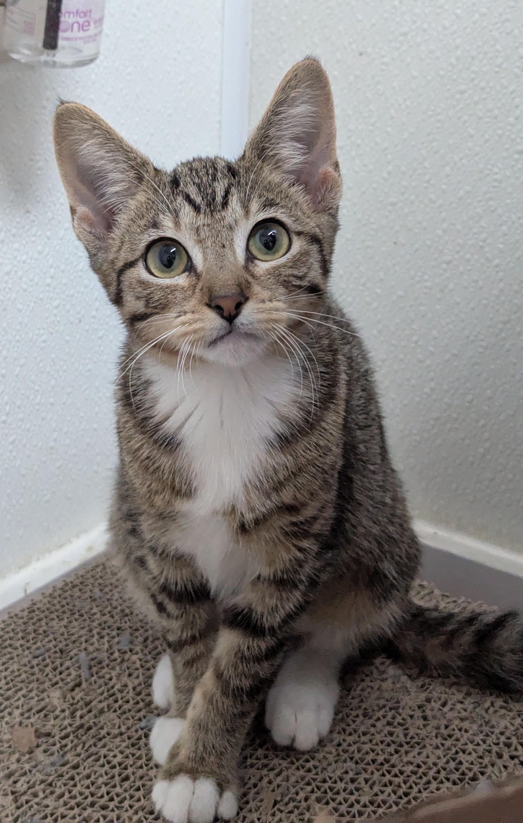 Enlarge Audrey, a Adoptable Domestic Short Hair in Decatur, IL image 2/2