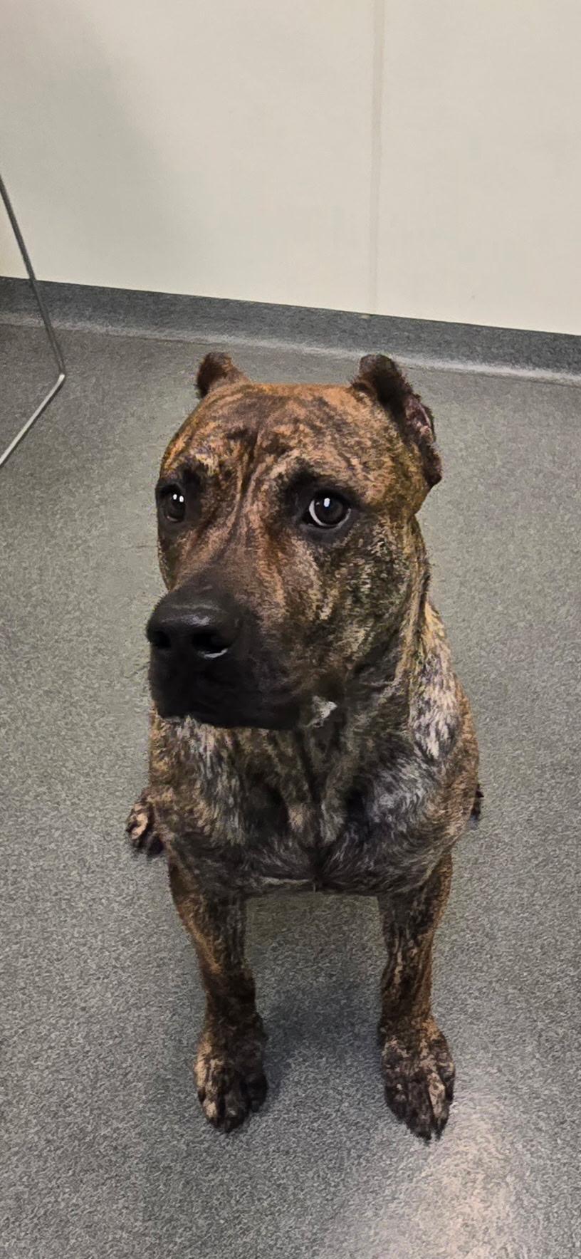 Enlarge Da Vinci, a Adoptable mixed breed in Mount Pleasant, MI image 3/3